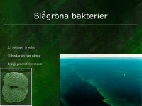 /album/blagrona-bakterier/evolution-014-jpeg1/