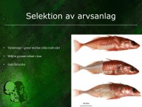 /album/selektion-av-arvsanlag/evolution-036-jpeg1/