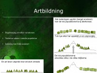 /album/artbildning/evolution-038-jpeg1/