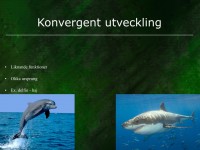 /album/konvergent-utveckling/evolution-042-jpeg1/