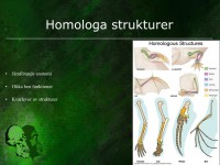 /album/homologa-strukturer/evolution-044-jpeg1/