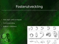 /album/fosterutveckling/evolution-046-jpeg1/