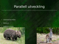 /album/parallell-utveckling/evolution-048-jpeg1/